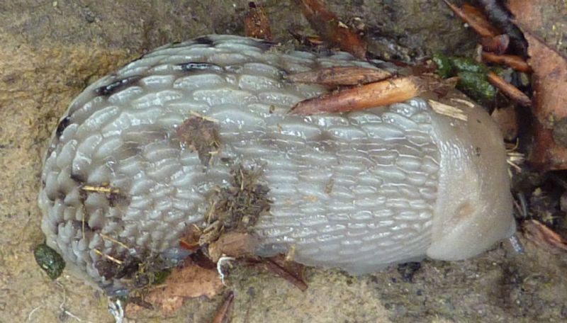 Limax aldrovandi Moquin-Tandon 1855 del Appennino Bolognese